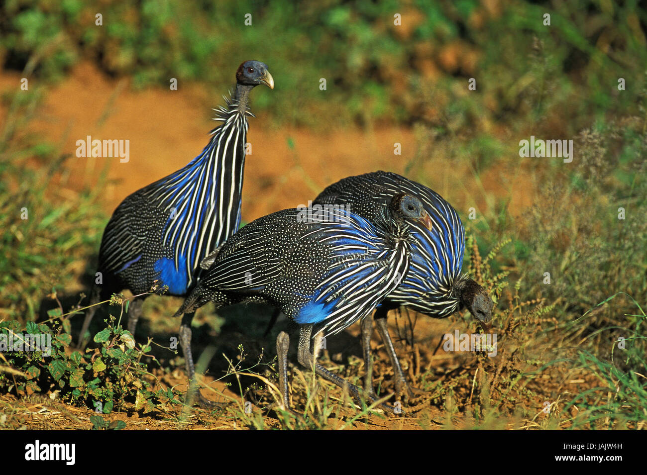 Geier-Perlhühner, Acryllium Vulturinum, Gruppe, Kenia, Stockfoto