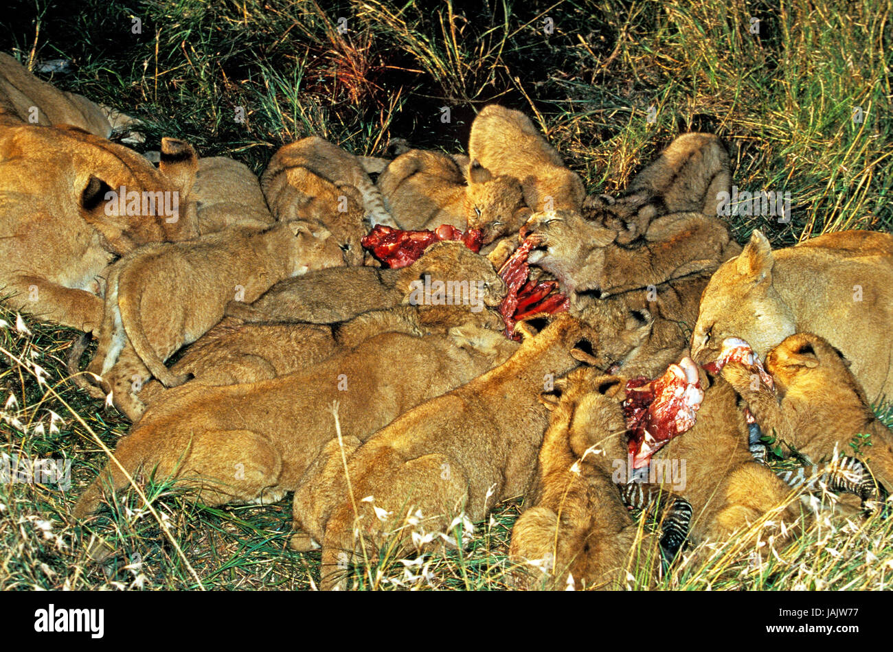 Lion, Panthera Leo, Gruppe, Beute, Zebra, Essen, Masai Mara Park, Kenia, Stockfoto
