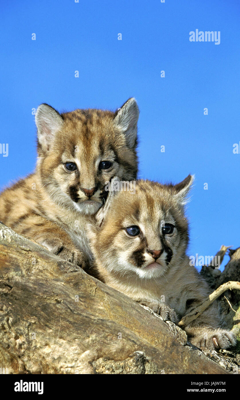 Puma, Puma Concolor, Jungtiere, Stamm, Montana, USA, Stockfoto