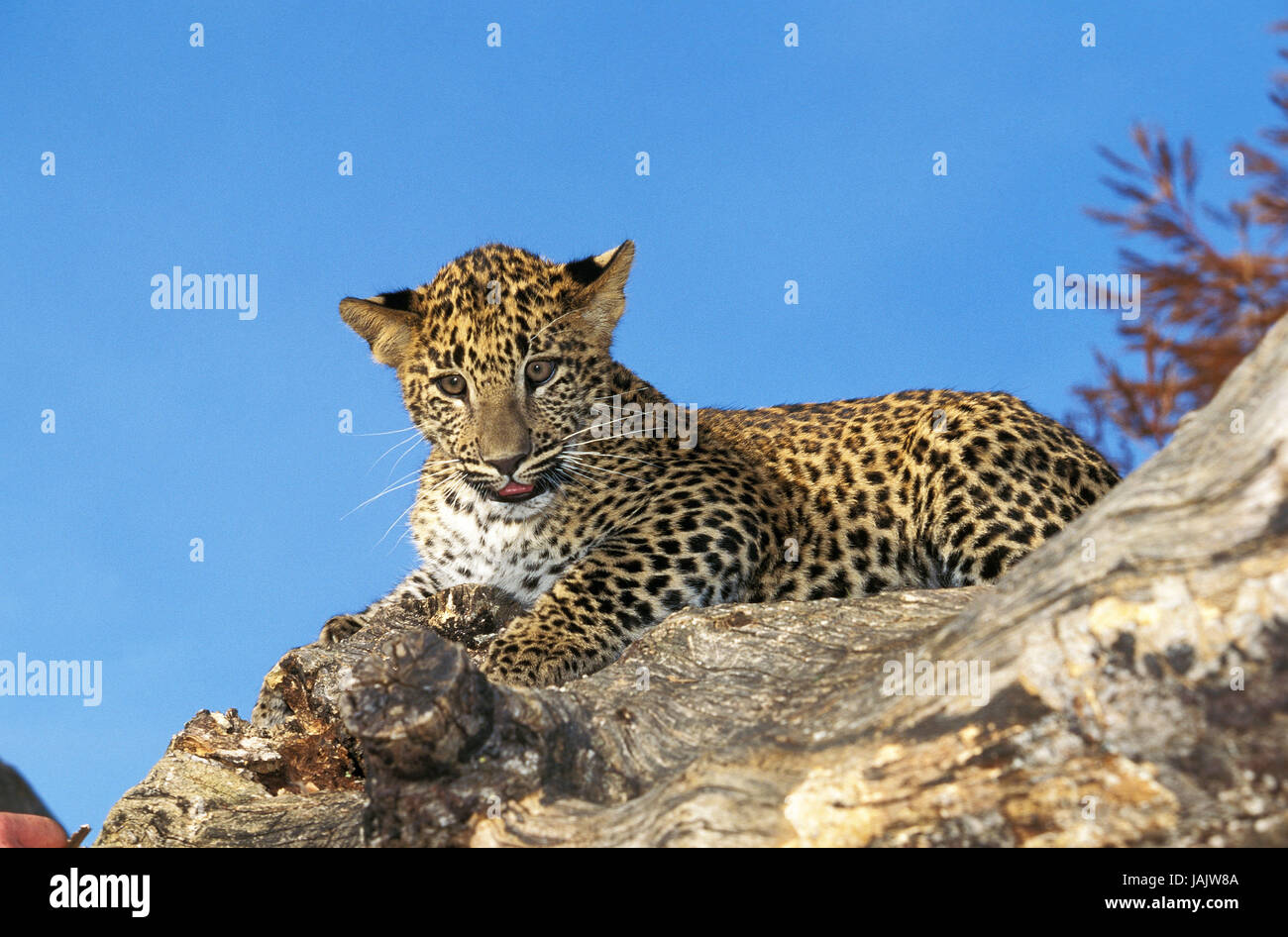 Leopard, Panthera Pardus, Jungtier, Stamm, Stand, Stockfoto