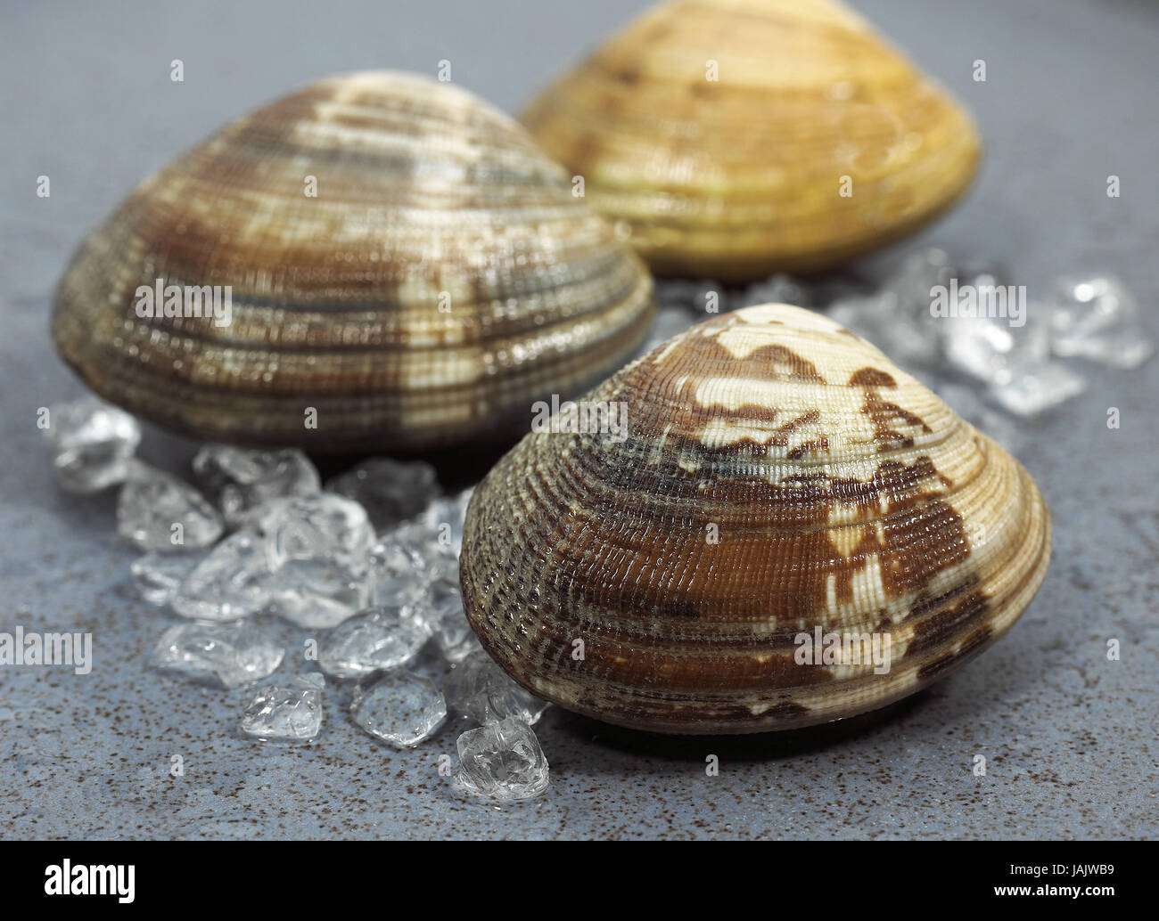 Venus Muscheln, Venerupis SP., E scharf, Stockfoto