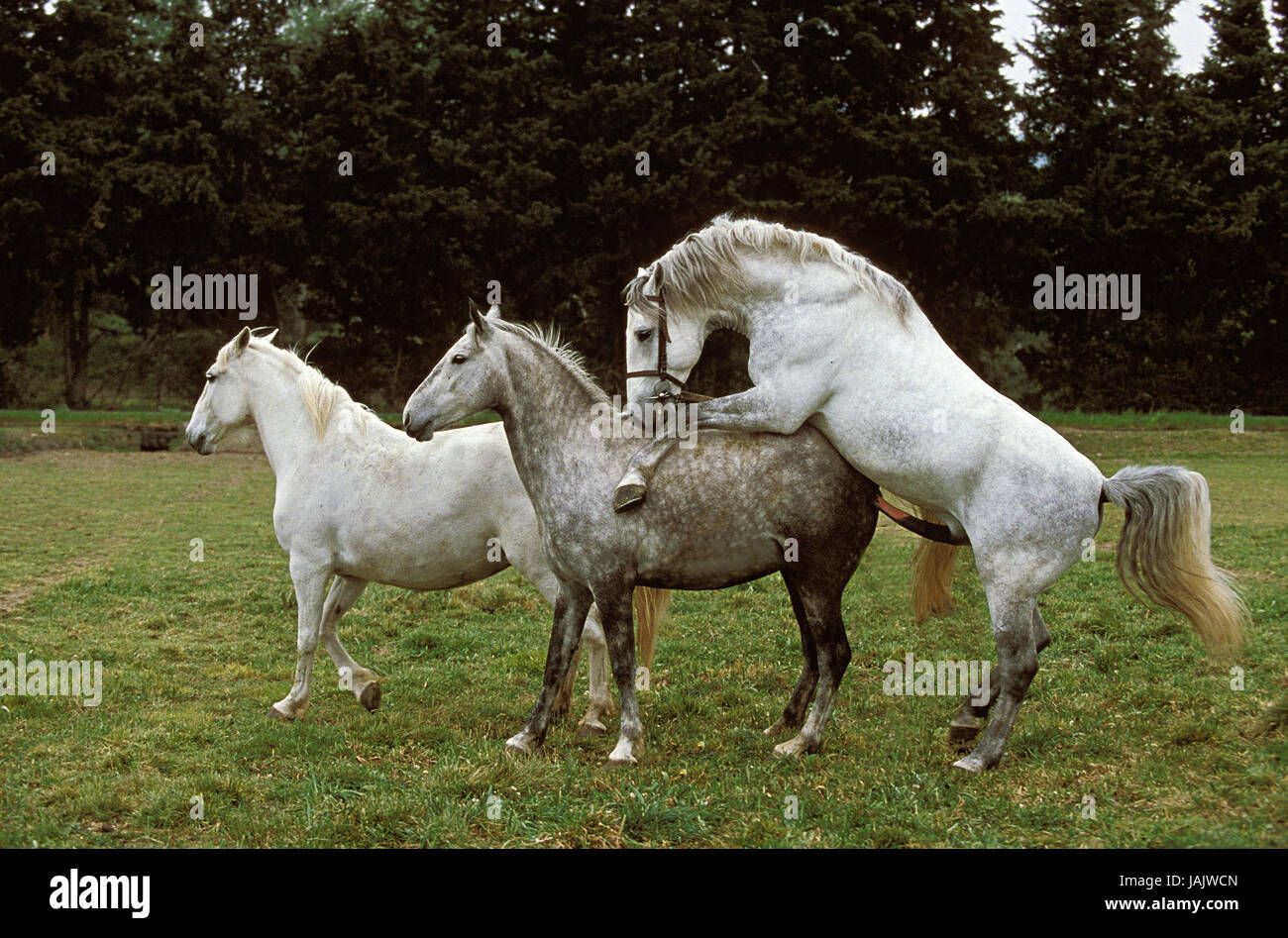 Lipizzaner Pferde, Hengst und Stute, Paarung, Stockfoto