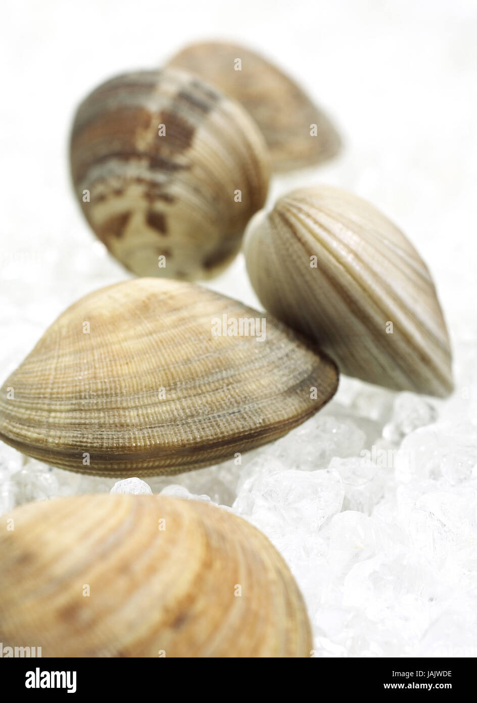 Venus Muscheln, Venerupis SP., E scharf, Stockfoto