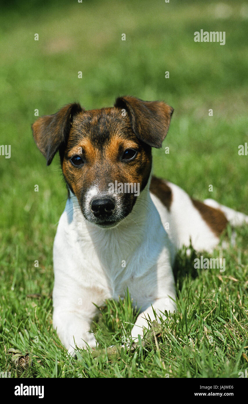 Jack Russel Terrier, Rasen, Stockfoto