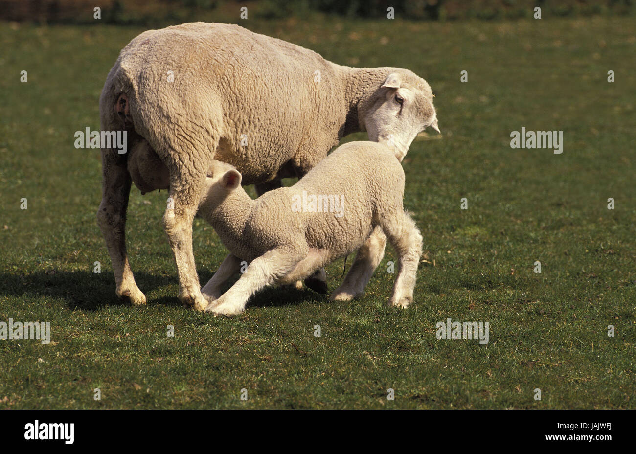 Schaf, Ile de France, französische Rennen, Mutter Tier, Lamm, Krankenschwester, Stockfoto