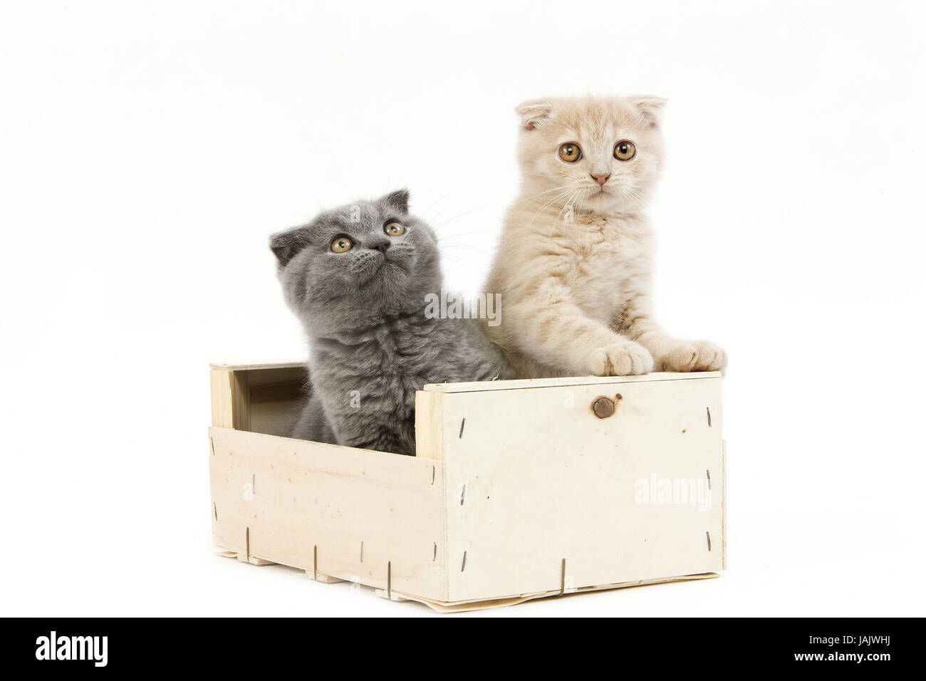 Cremefarbene und blauen Scotish Fold Katzen, 2 Monate altes Kätzchen, spielen, Box, Stockfoto