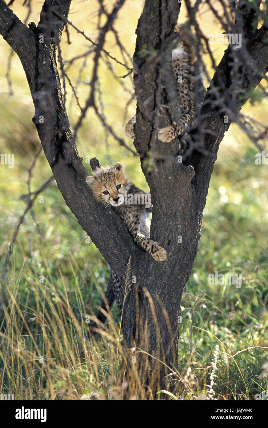 Gepard, Acinonyx Jubatus, junge, spielen, Baum, Kenia, Stockfoto