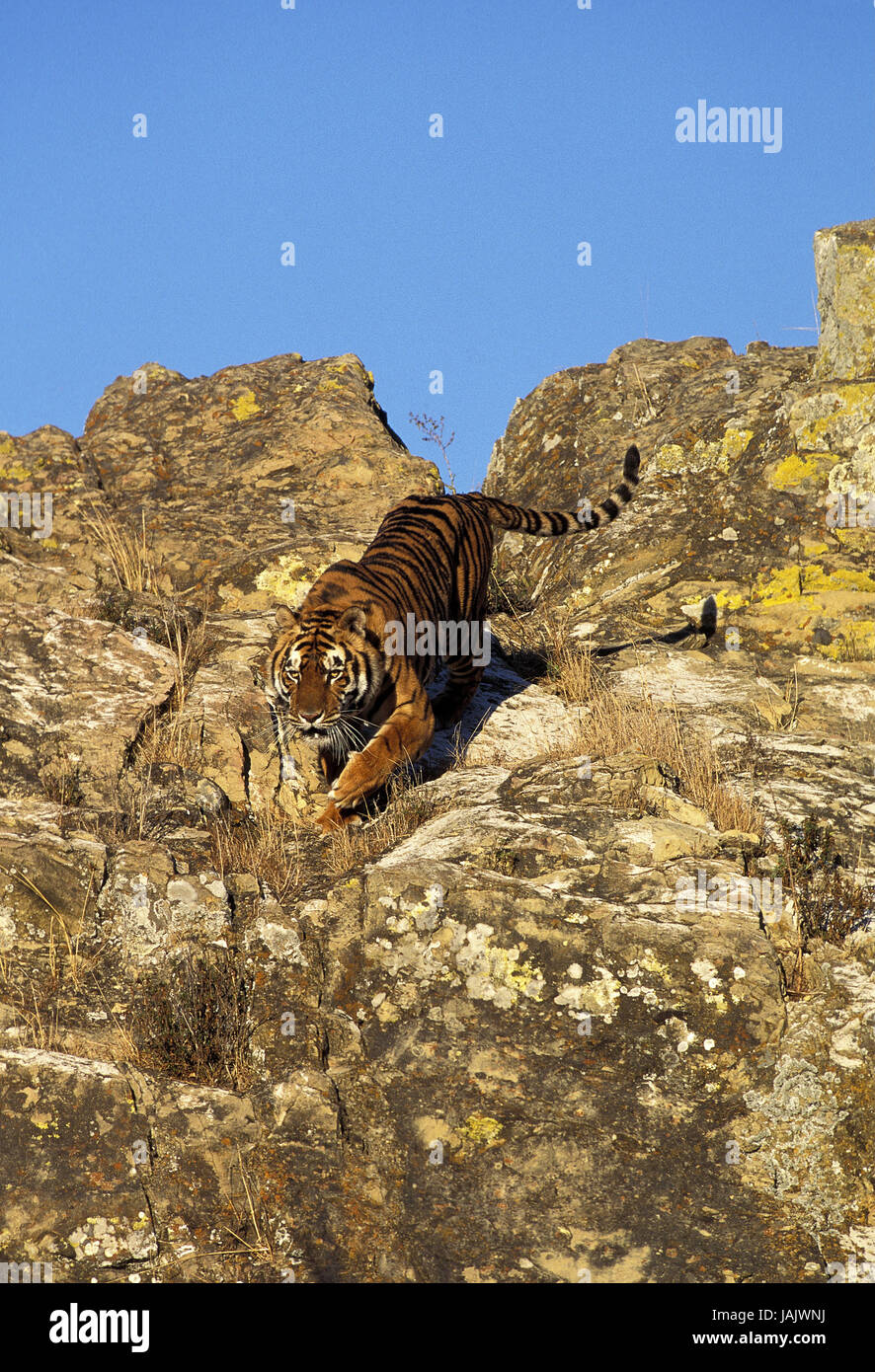 Bengalische Tiger, Panthera Tigris Tigris, Felsen, Stockfoto