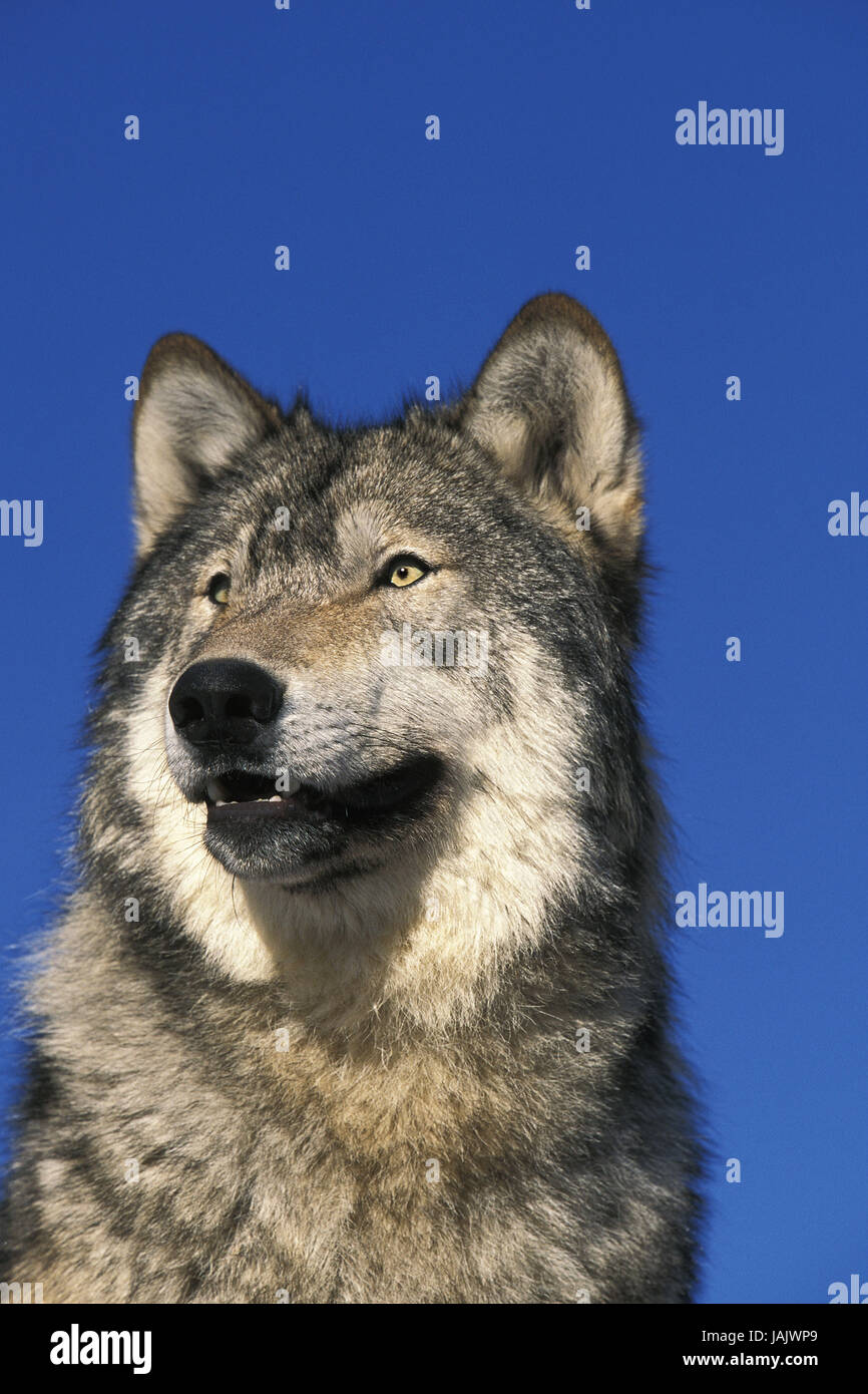 Mackenzie Wolf, Canis Lupus Occidentalis, Porträt, Kanada, Stockfoto