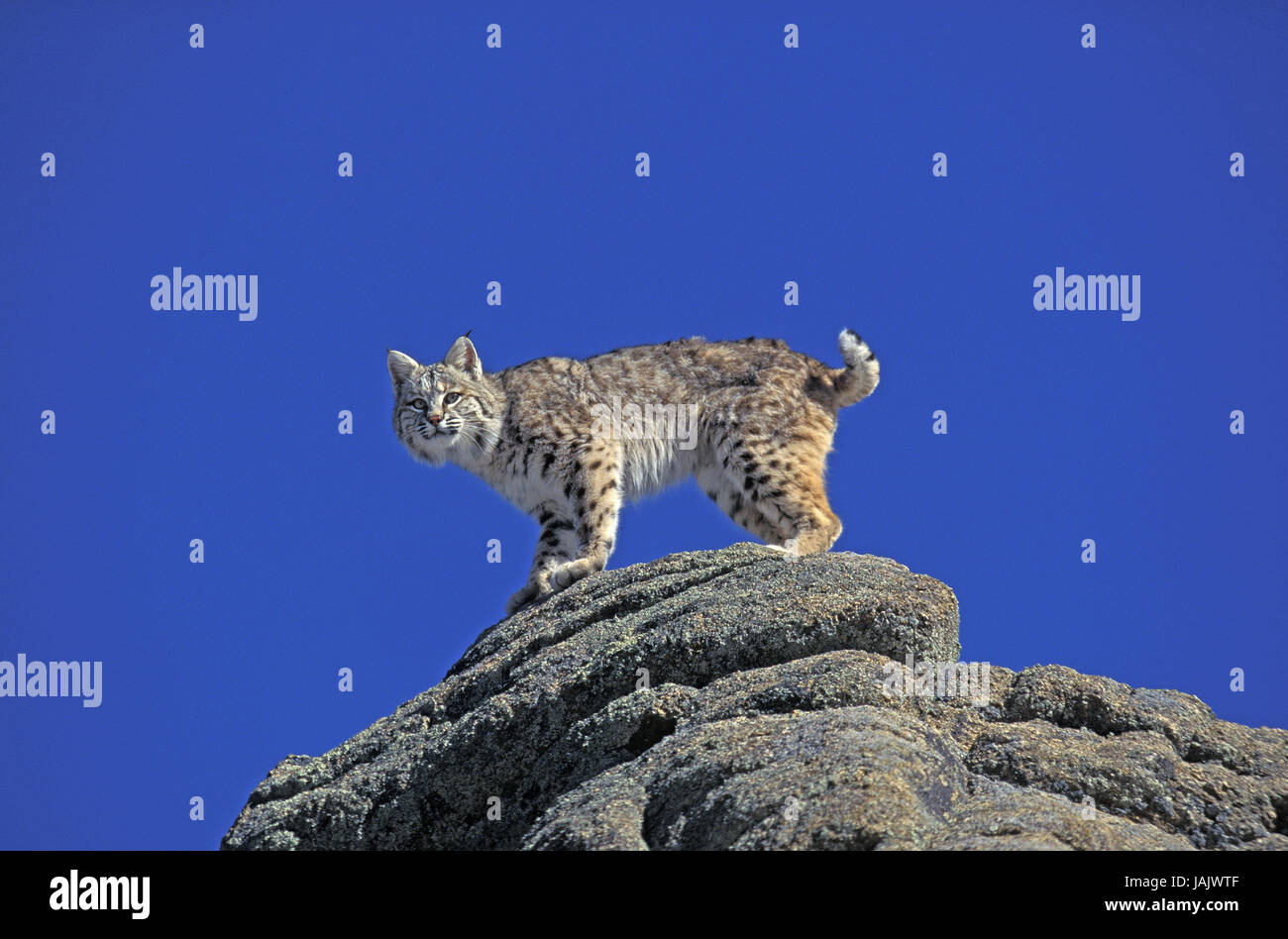 Roter Luchs Lynx Rufus, Felsen, Kanada, Stockfoto