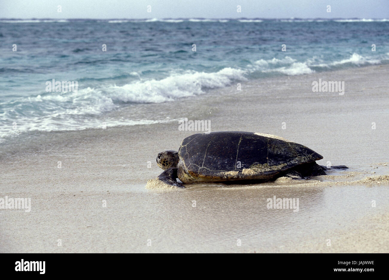 Faulen Karettschildkröte, Caretta Caretta, Weg zurück in das Meer nach der Eiablage, Australien, Stockfoto