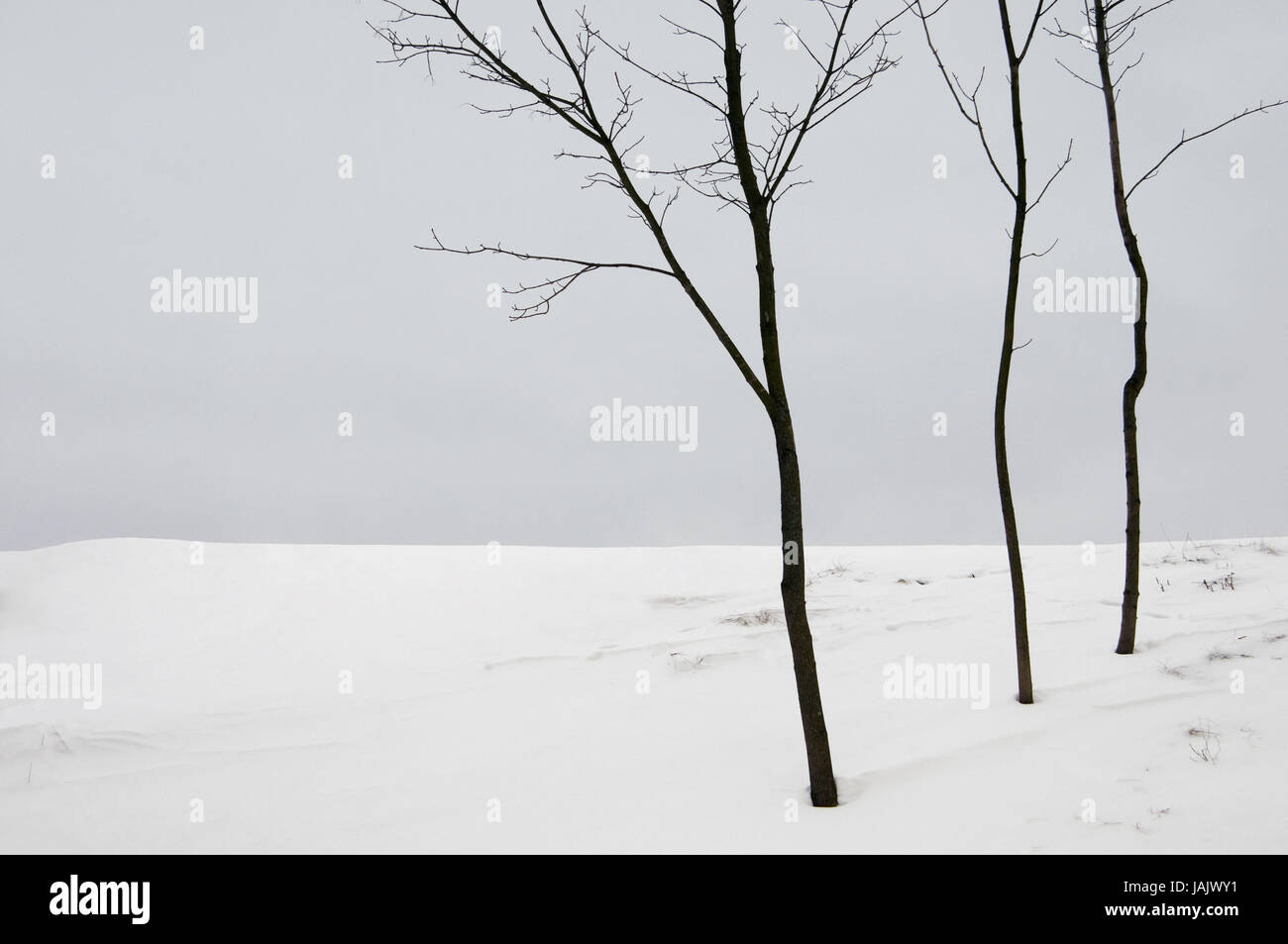 Natur, lakonischen Landschaft, ruhigen Wintertag, junge Bäume, Stockfoto