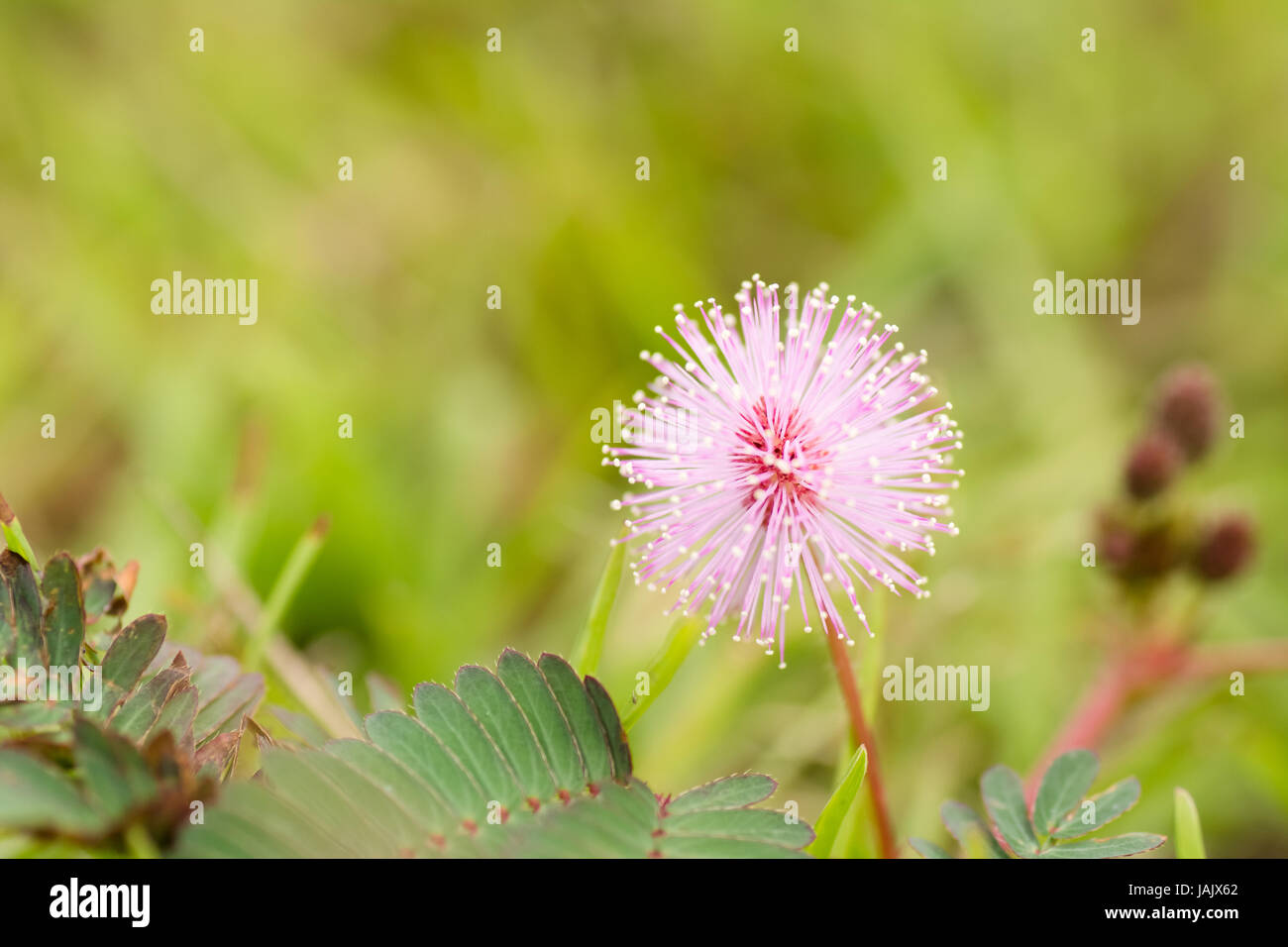 Closeup Bildern von schönen rosa Blume. Stockfoto