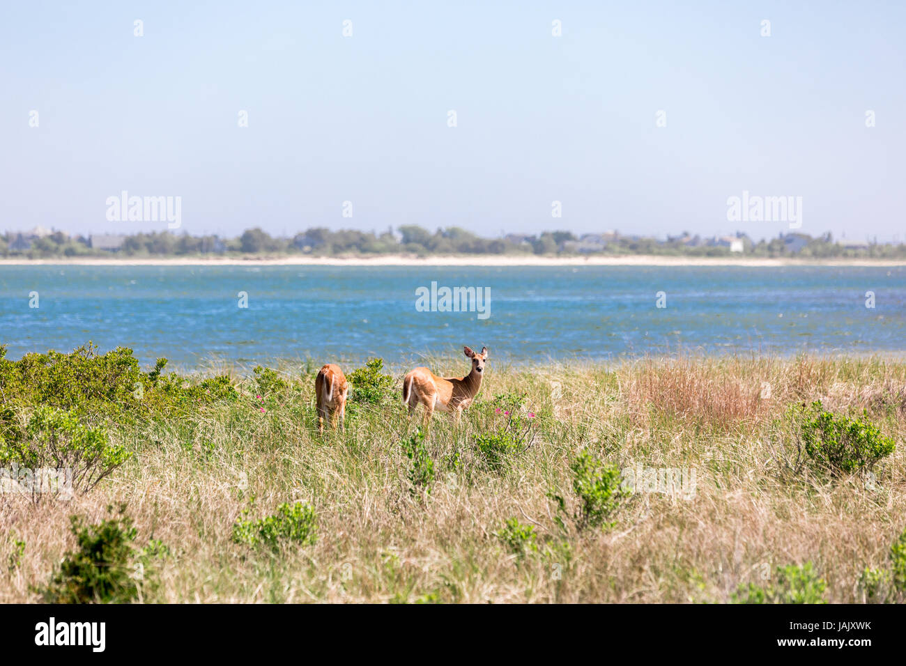 zwei weibliche Hirsche, bedeutet Essen in einem Feld von wilder vegetation Stockfoto