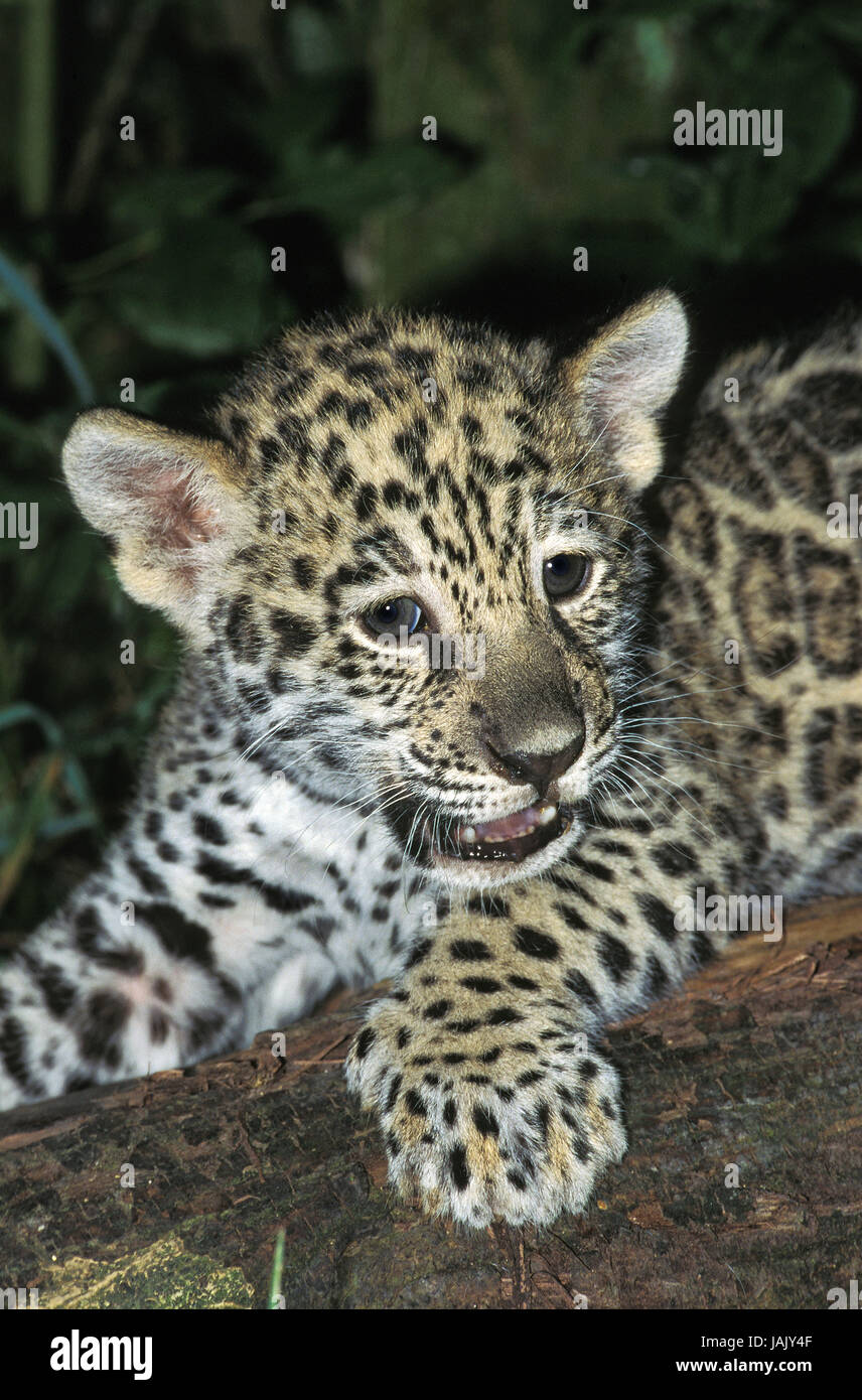 Jaguar, Panthera Onca, Jungtier, Porträt, Stockfoto