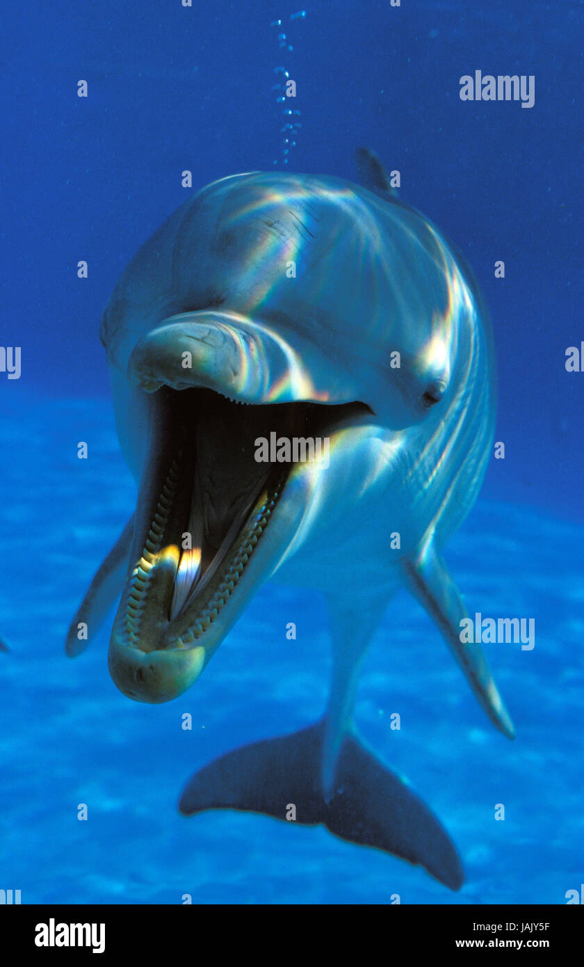Delfin, große Becher, Tursiops Truncatus, unter Wasser aufnehmen, Stockfoto