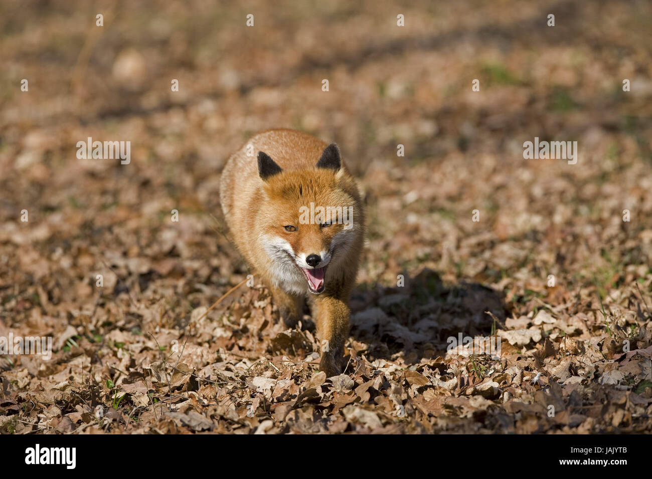 Rotfuchs Vulpes Vulpes, Männlein, Stockfoto