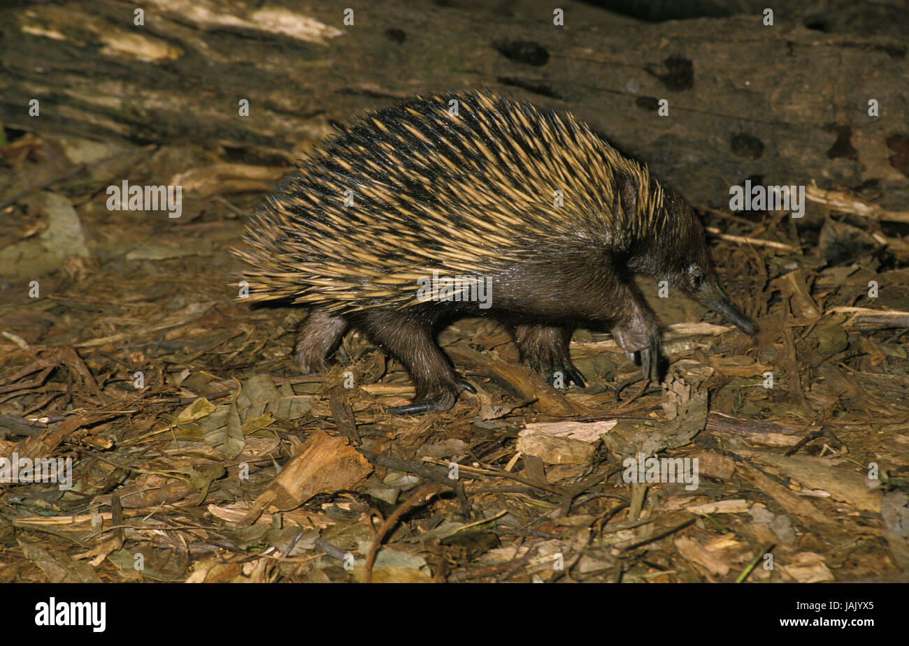 Kurze Schnabel Ameise Igel Stockfotos und bilder Kaufen Alamy