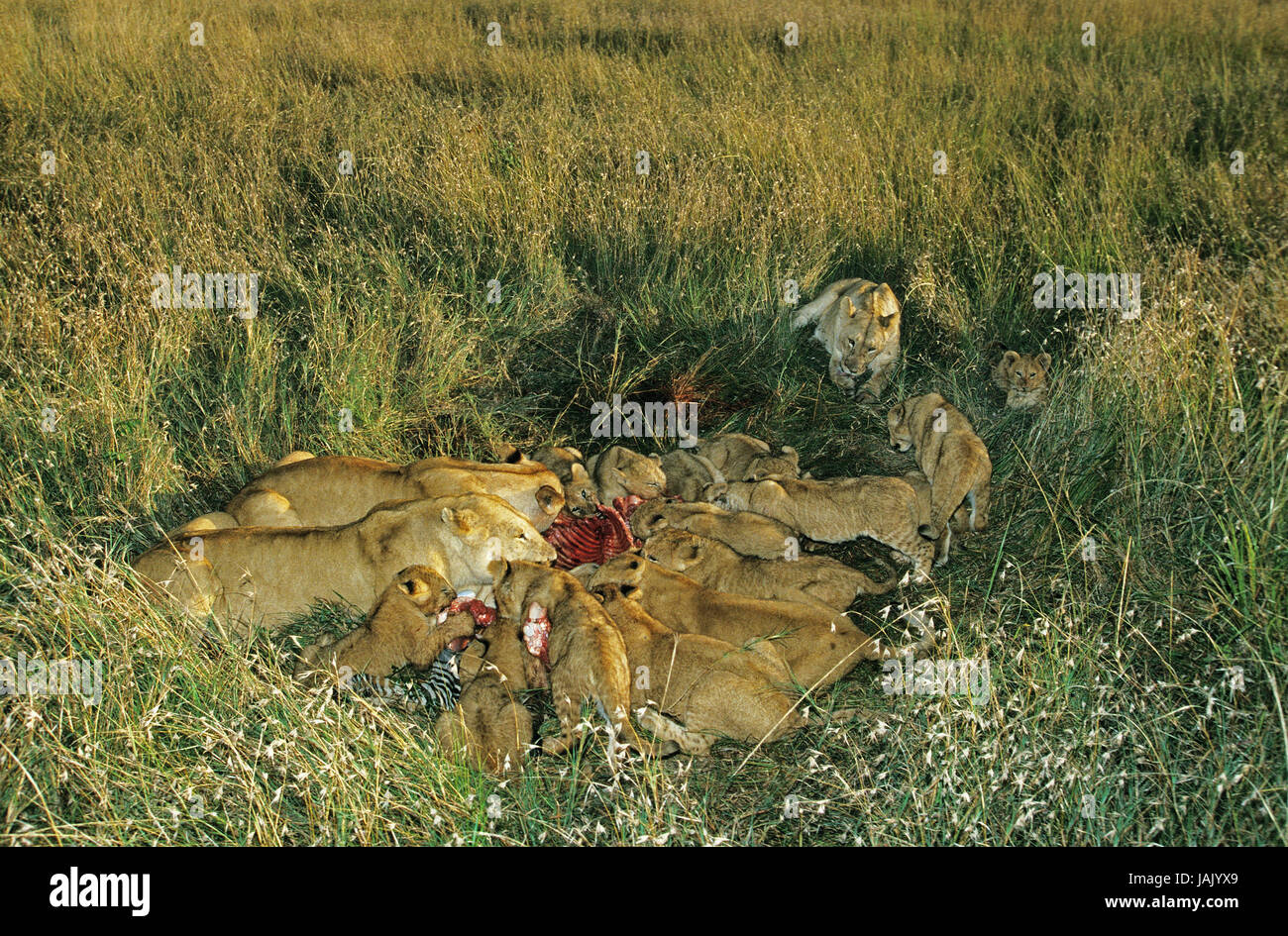 Lion, Panthera Leo, Gruppe, Beute, Zebra, Essen, Masai Mara Park, Kenia, Stockfoto