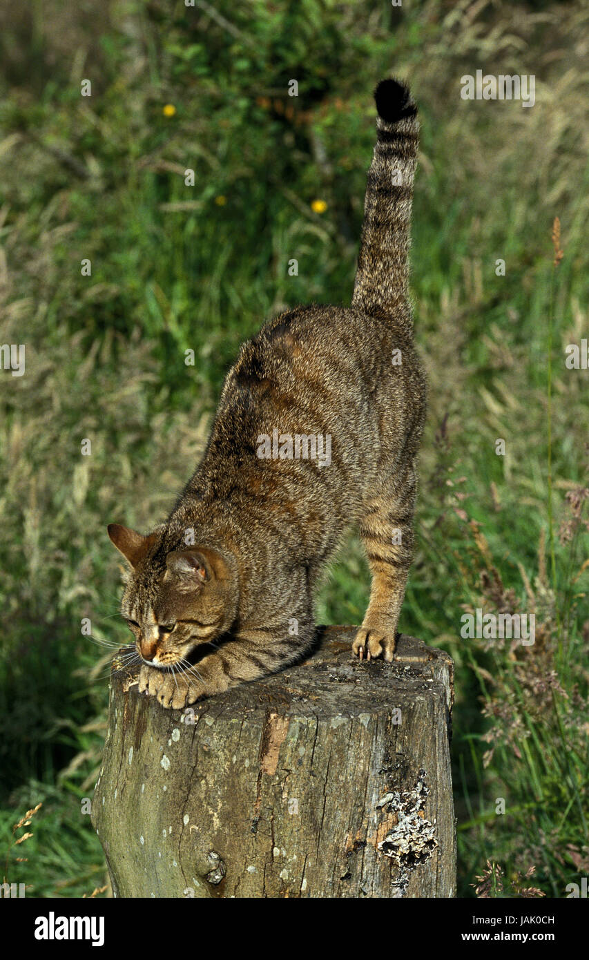 Katze "Brown-Tabby" auf Stamm, Stockfoto