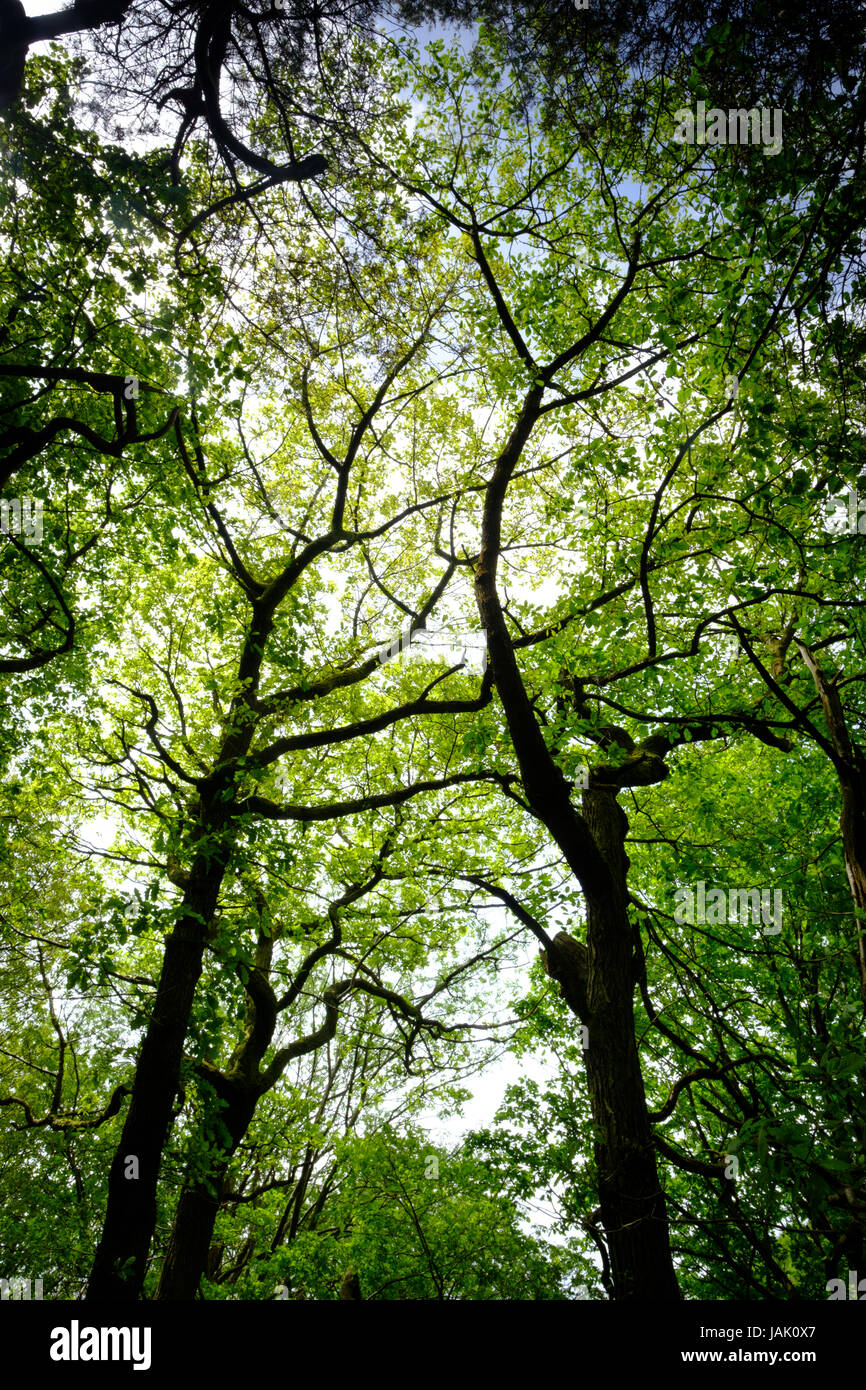 Licht durch Bäume, Padley Schlucht, Peak District, UK Stockfoto