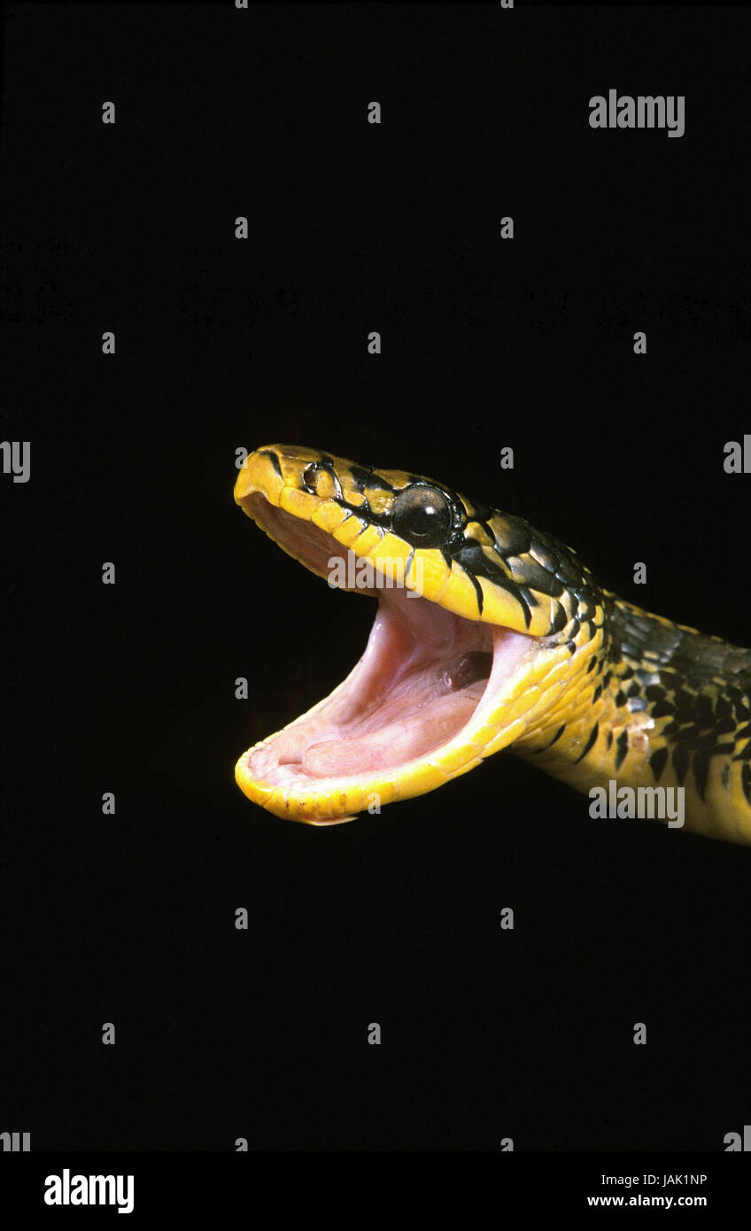 Geflügel-Esser-Warteschlange mit offenem Mund, Spilotes Pullatus, Stockfoto