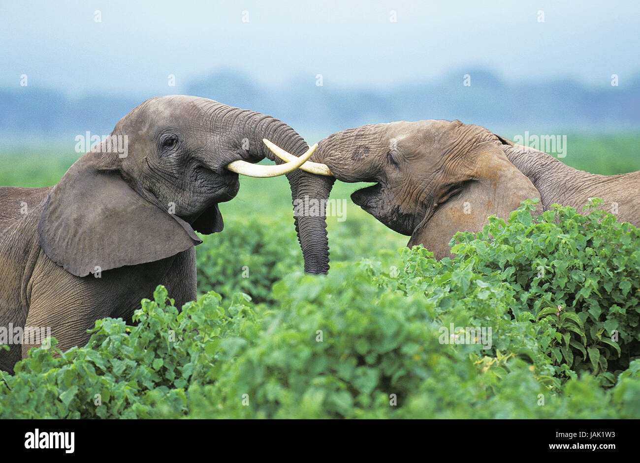 Afrikanischer Elefant, Loxodonta Africana, Jungtiere, Spiel, Kenia, Stockfoto