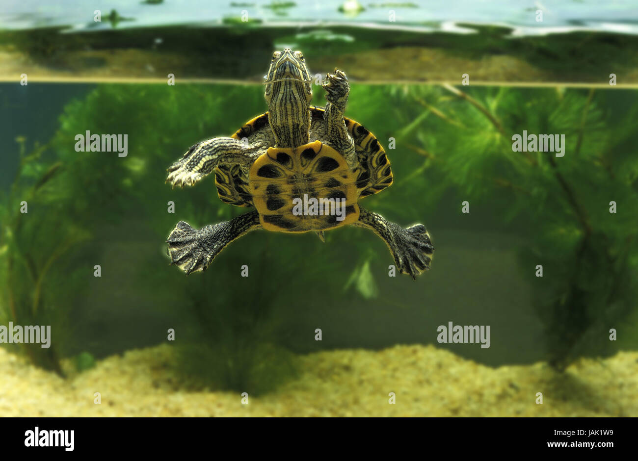 Rote Wangen-Schmuck Schildkröte, ist Scripta Elegans, erwachsenes Tier,  Aquarium Stockfotografie - Alamy