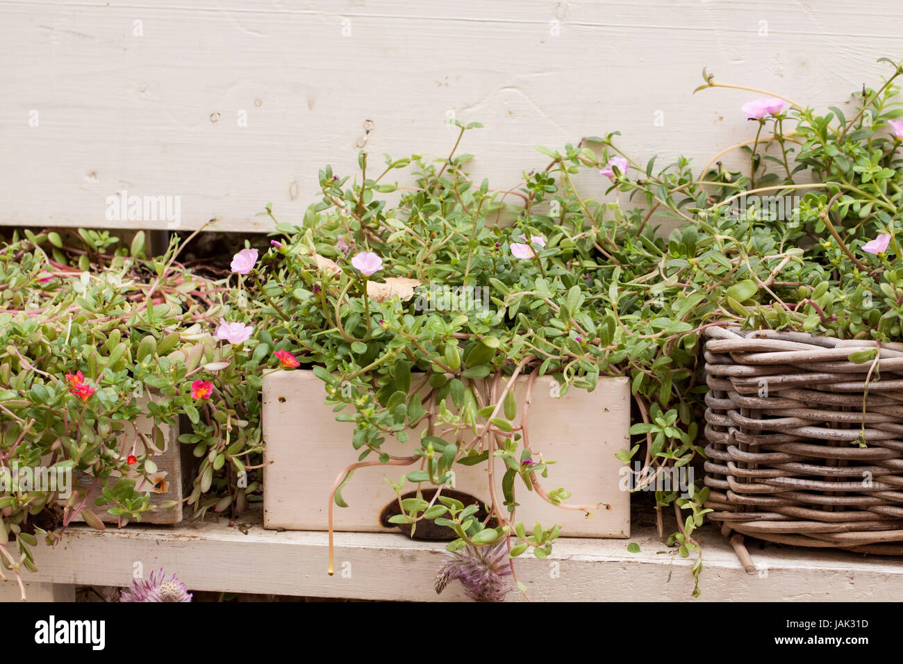 Kleine Töpfe bin Fenster Mit Frischen Grünen Kräuter Basilikum Blume gewürze Stockfoto