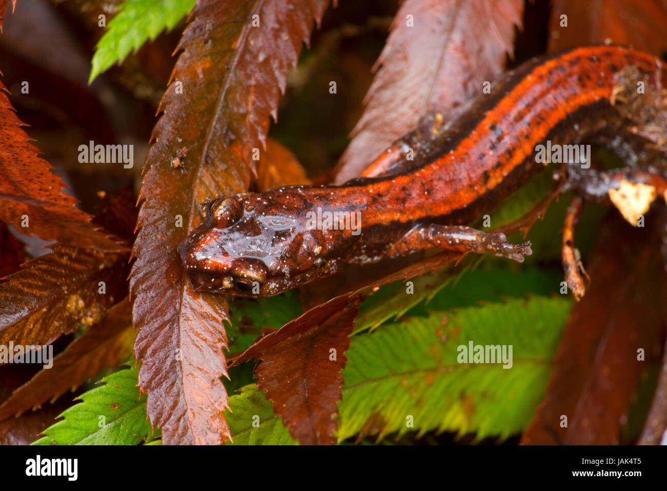 Western Red-backed Salamander (Plethodon Vehiculum) entlang Fichte Run Creek Trail, Clatsop State Forest, Oregon Stockfoto