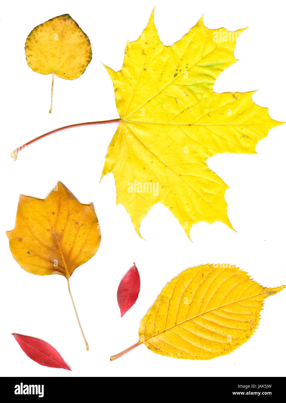 schöne Sammlung isoliert bunte Herbstblätter auf weißem Hintergrund.   bunte Herbstlaub gemeinsame Stockfoto