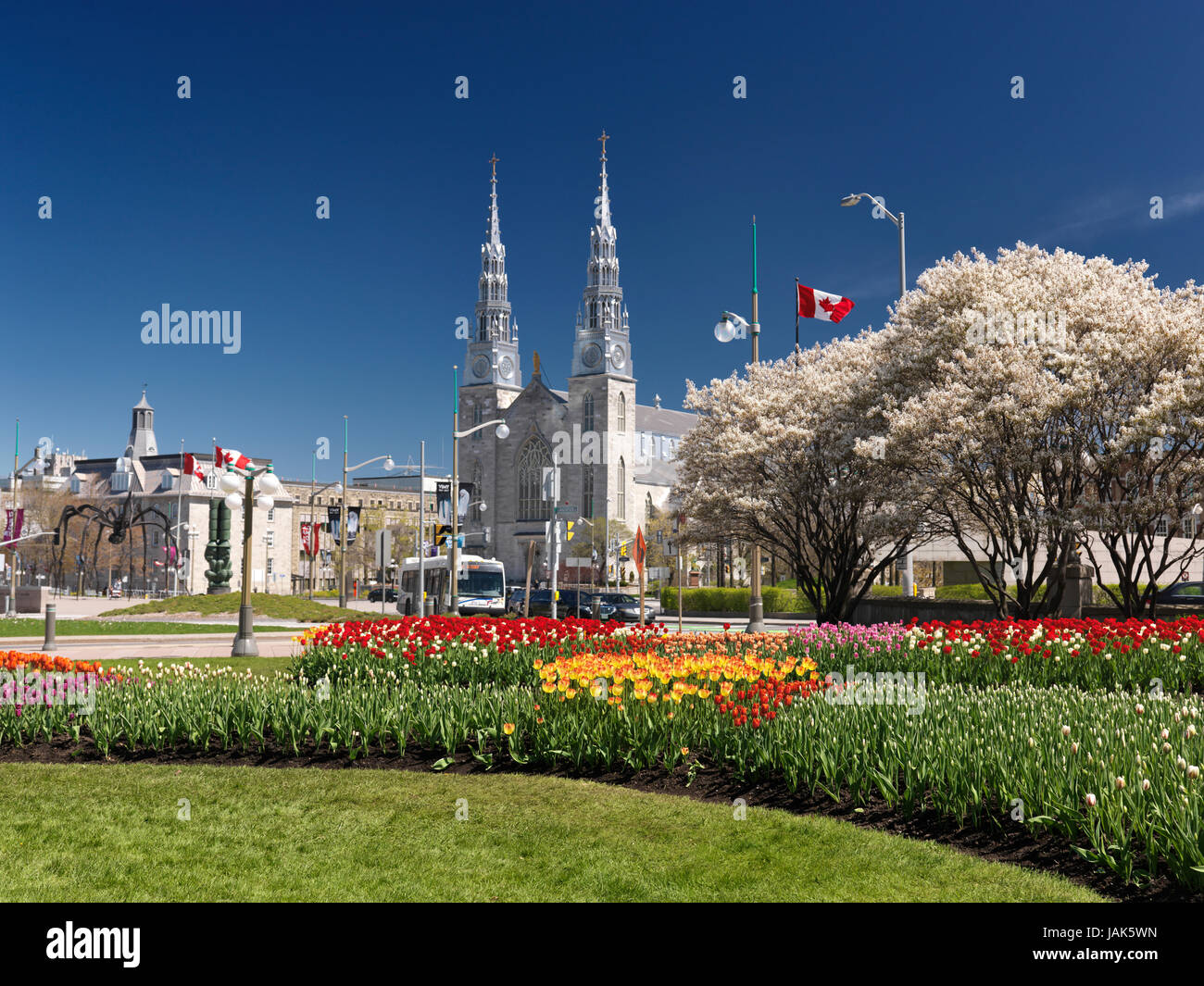 Basilika Notre-Dame Kathedrale, blühenden Bäumen in Tulpen in einem Park im Frühjahr 2017 während das Tulpenfest in Ottawa, Ontario, Kanada. 2017 Stockfoto