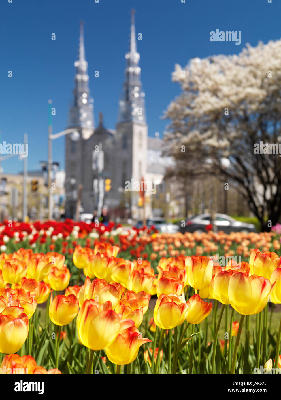 Leuchtend bunte Tulpen mit Basilika Notre-Dame Kathedrale im Hintergrund während das Tulpenfest in Ottawa, Ontario, Kanada. Mai 2017 Stockfoto