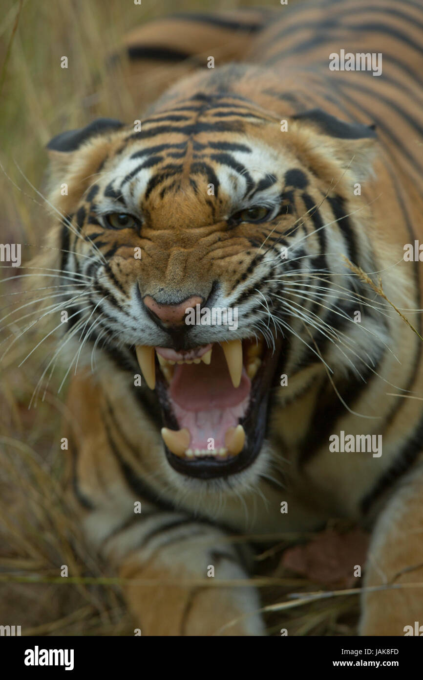 Ein Royal Bengal Tiger Brullen In Bandhavgarh Stockfotografie Alamy