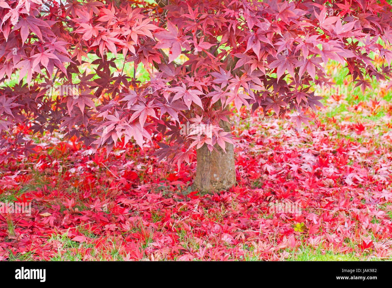 Japanische Fanfare Stockfoto