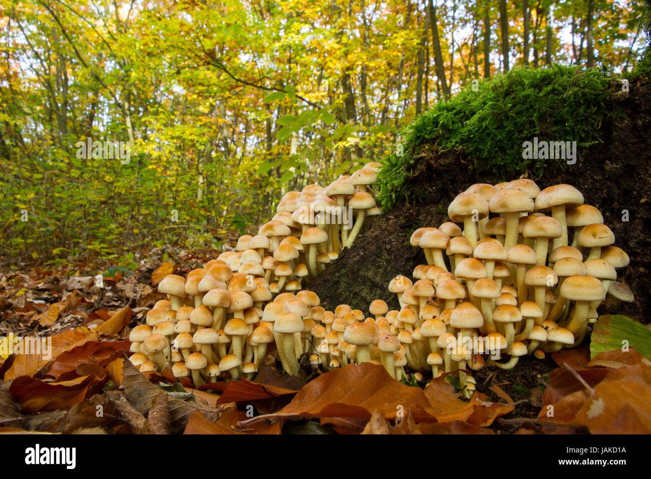 Pilz Gruppe auf stumpf Stockfoto