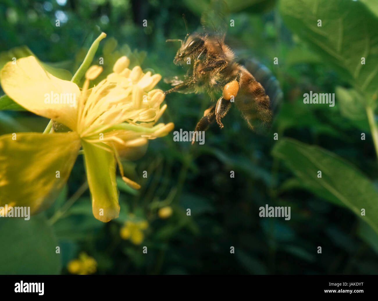 Branchentelefonbuch Blume Mit Fliegender Biene Im Anflug Stockfoto