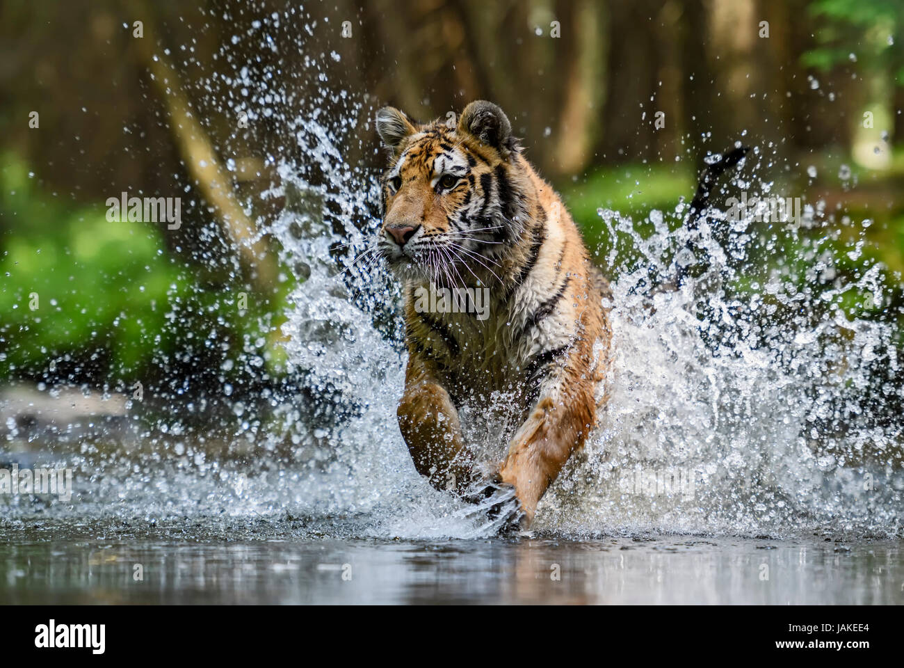 Sibirische Tiger Jagd im Fluss Stockfoto