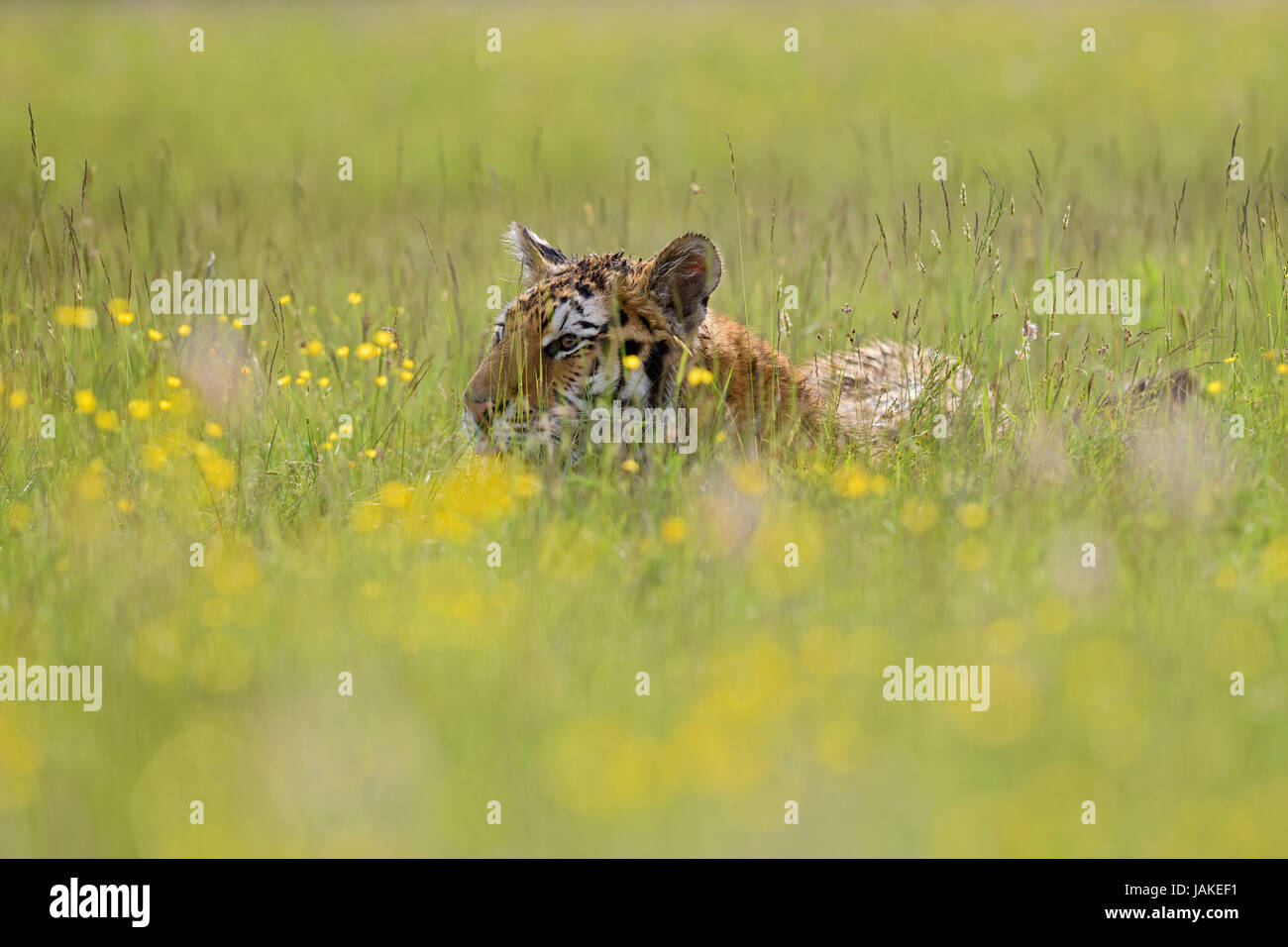 Sibirischer Tiger versteckt auf der Wiese Stockfoto