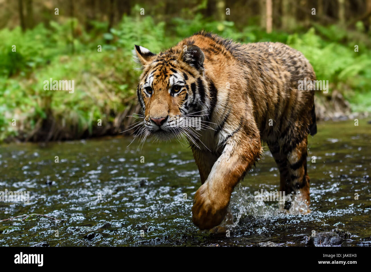 Sibirische Tiger Ablaufverfolgung im Fluss Stockfoto