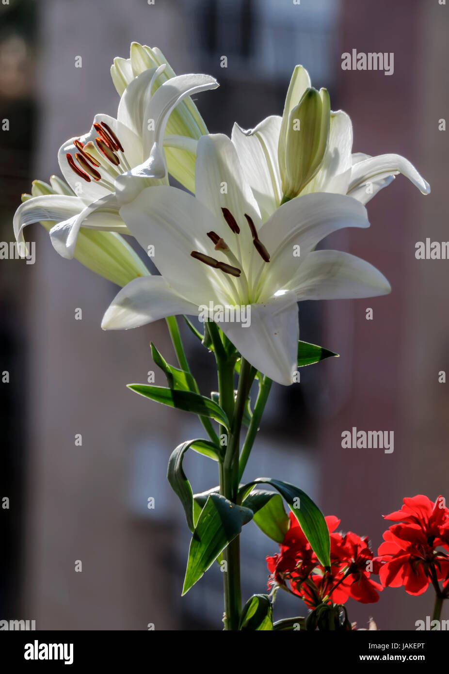 Madonna Lilly Blume Stockfoto