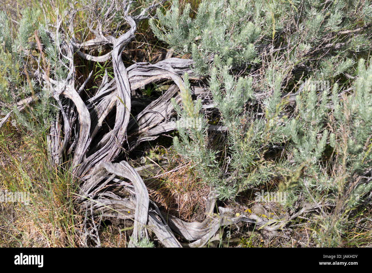 Wacholder Busch wachsen auf einem Plateau in der Columbia River Gorge. Stockfoto