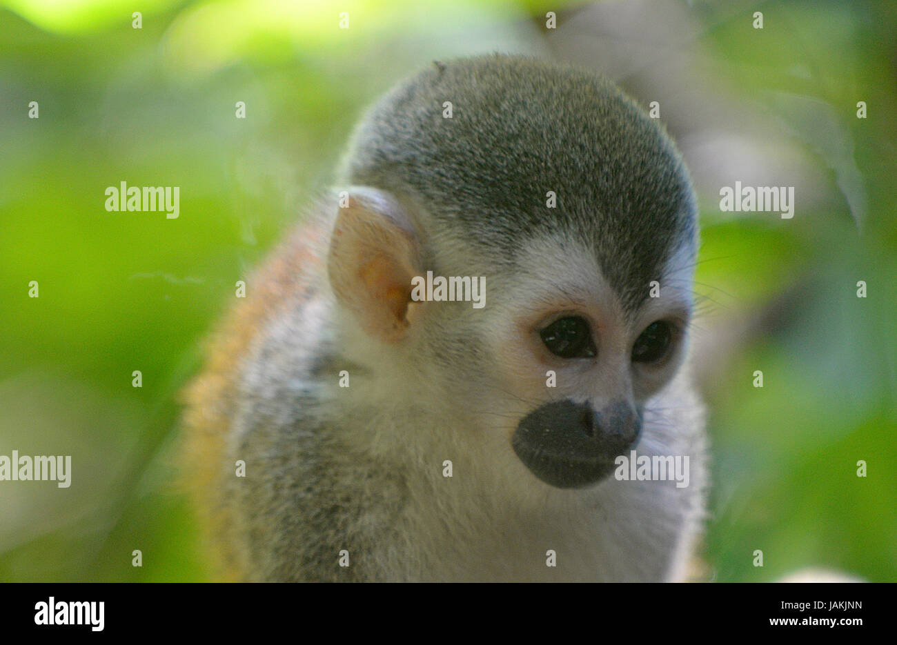 Eine Eichhörnchen-Affe (Saimiri Sciureus) sitzt in einem Baum im Manuel Antonio Nationalpark in Costa Rica. Stockfoto