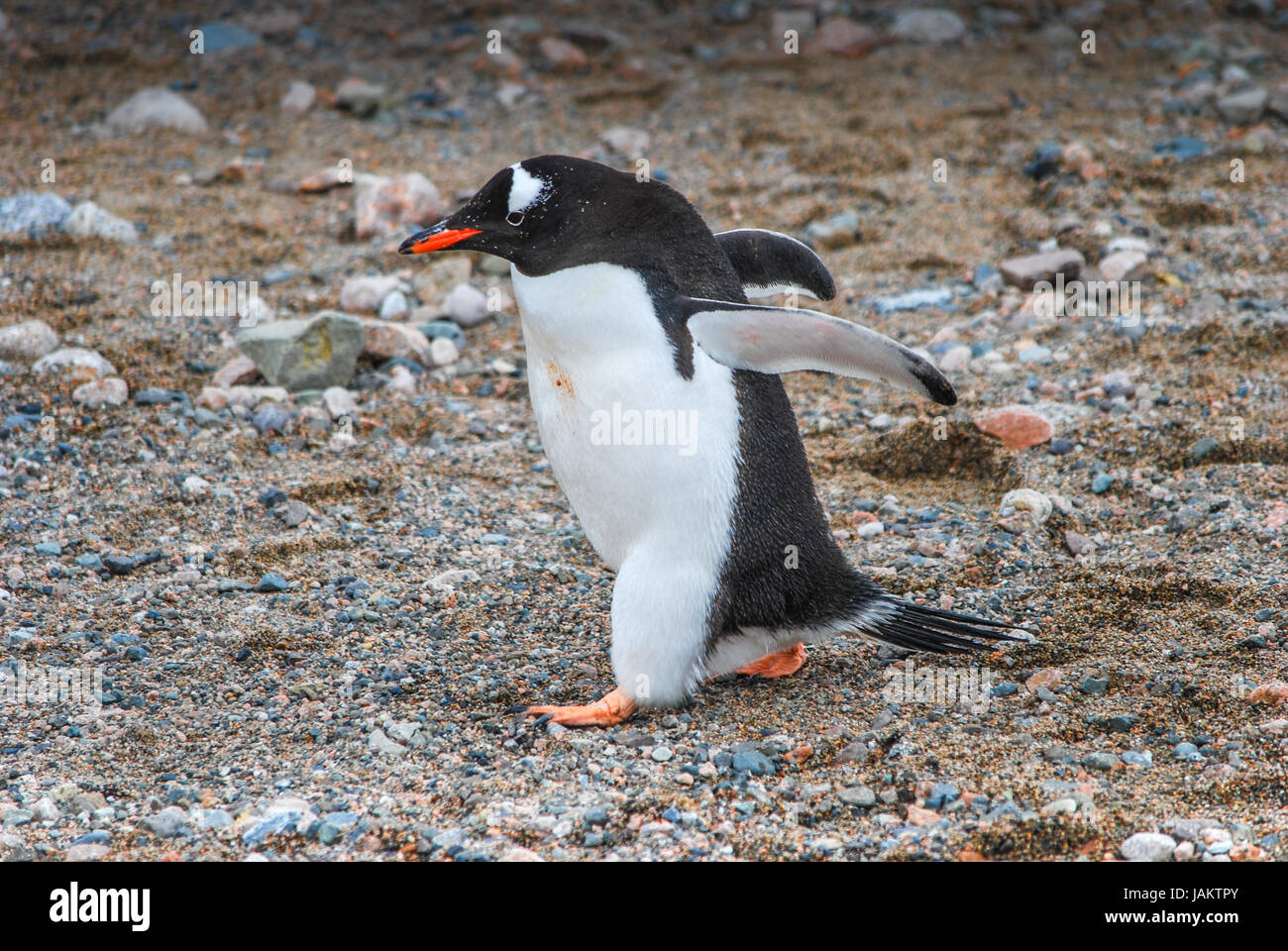 Gentoo Pinguin in neko Harbour, South Georgia Stockfoto