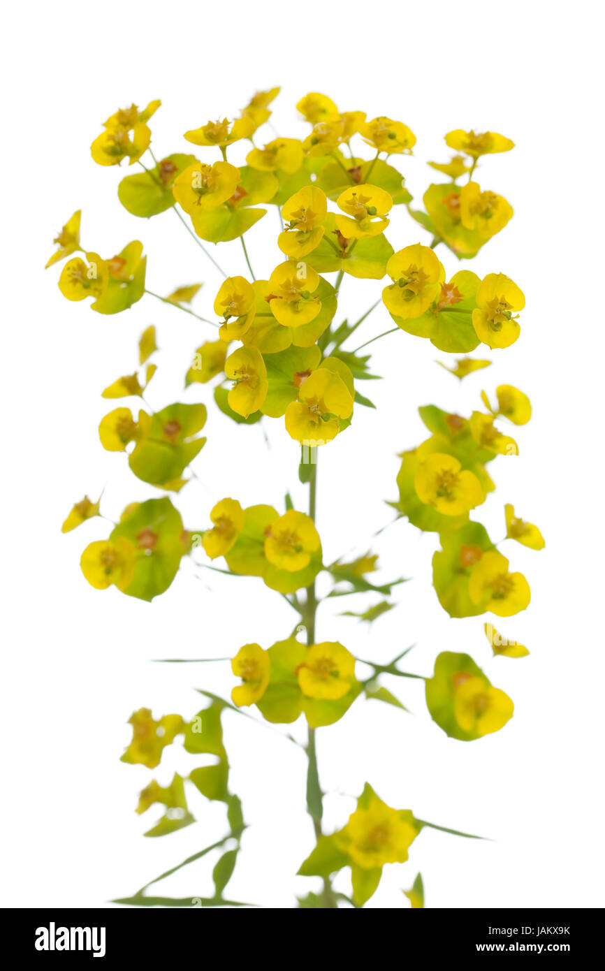 einzelne Blume (Euphorbia Esula) auf weißem Hintergrund Stockfoto