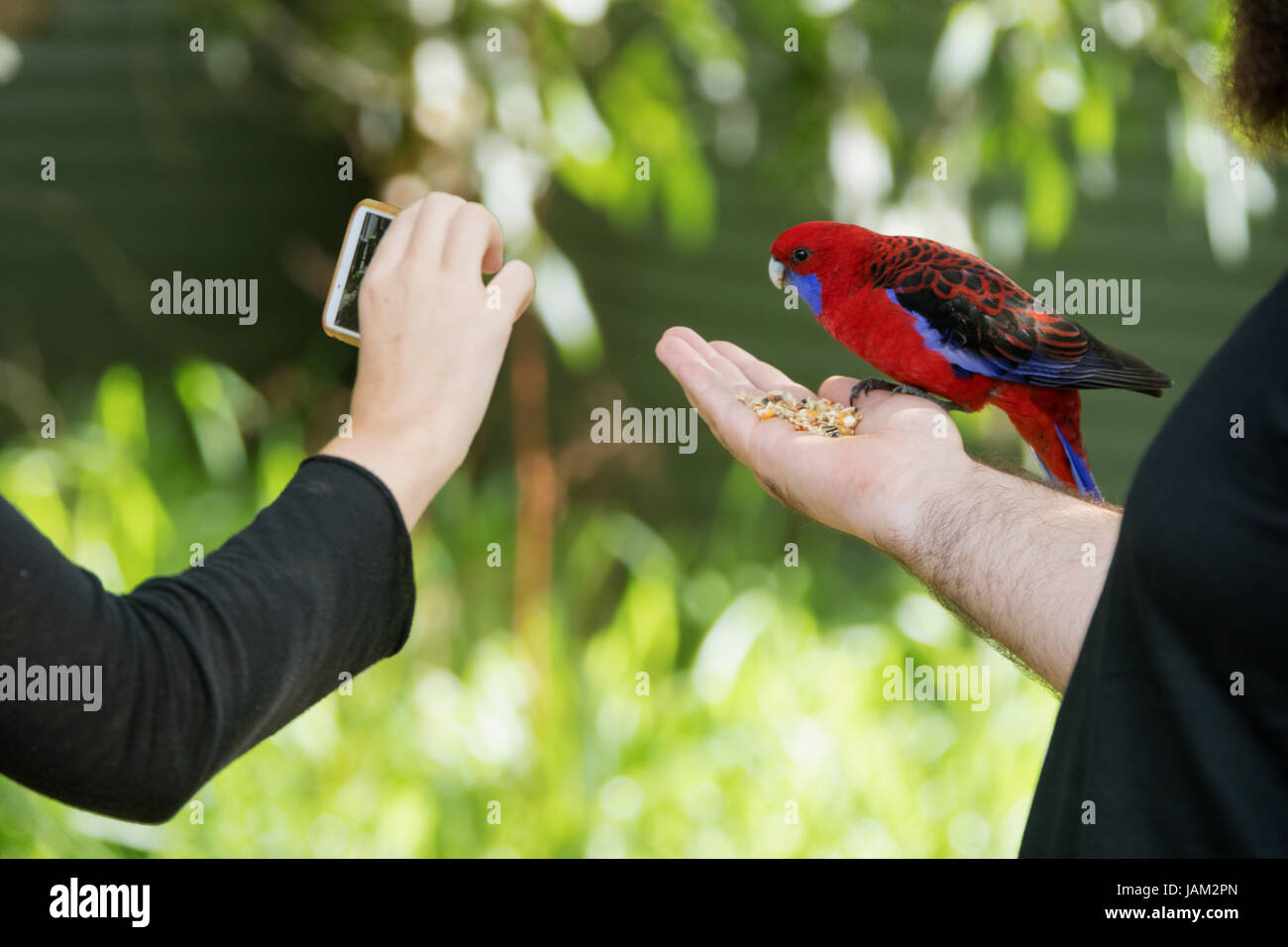 Red australian Parrot essen Samen aus einem Touristen Hand, während ein anderer Tourist nimmt ein Foto mit einem Telefon Stockfoto