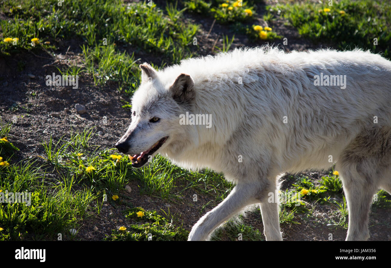 Nahaufnahme von ein grauer Wolf auf den Grizzly and Wolf Discovery Center in der Nähe von Yellowstone-Nationalpark. Wolf ist Fuß in Richtung der linken Seite. Stockfoto