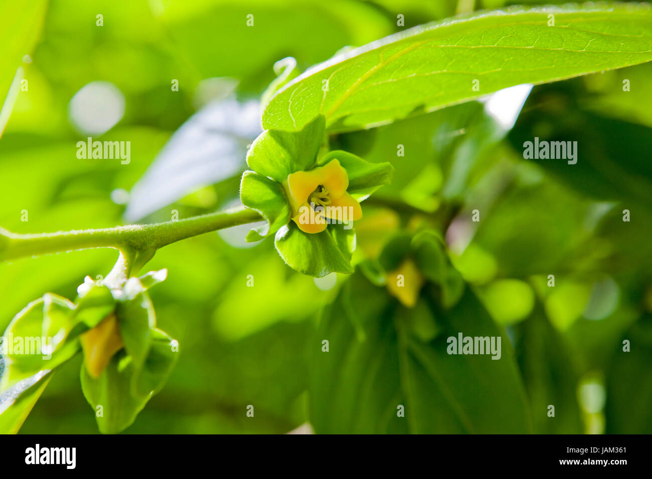 Asiatische persimone oder Japanischen Kakipflaume (diospyros Kaki) Blume (BUD) am Baum Stockfoto