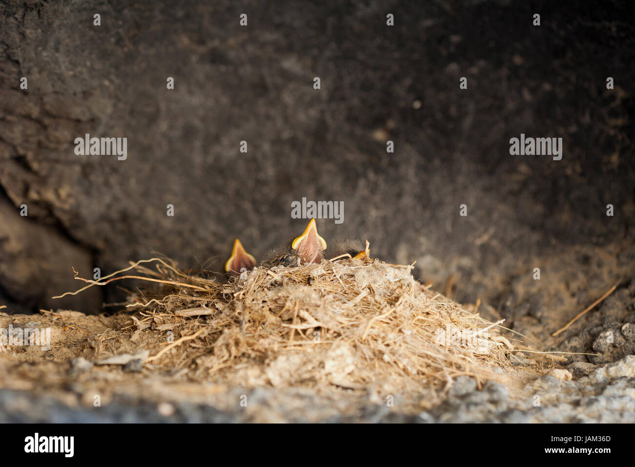 Neu vogel küken Warten auf Essen geschlüpft - USA Stockfoto