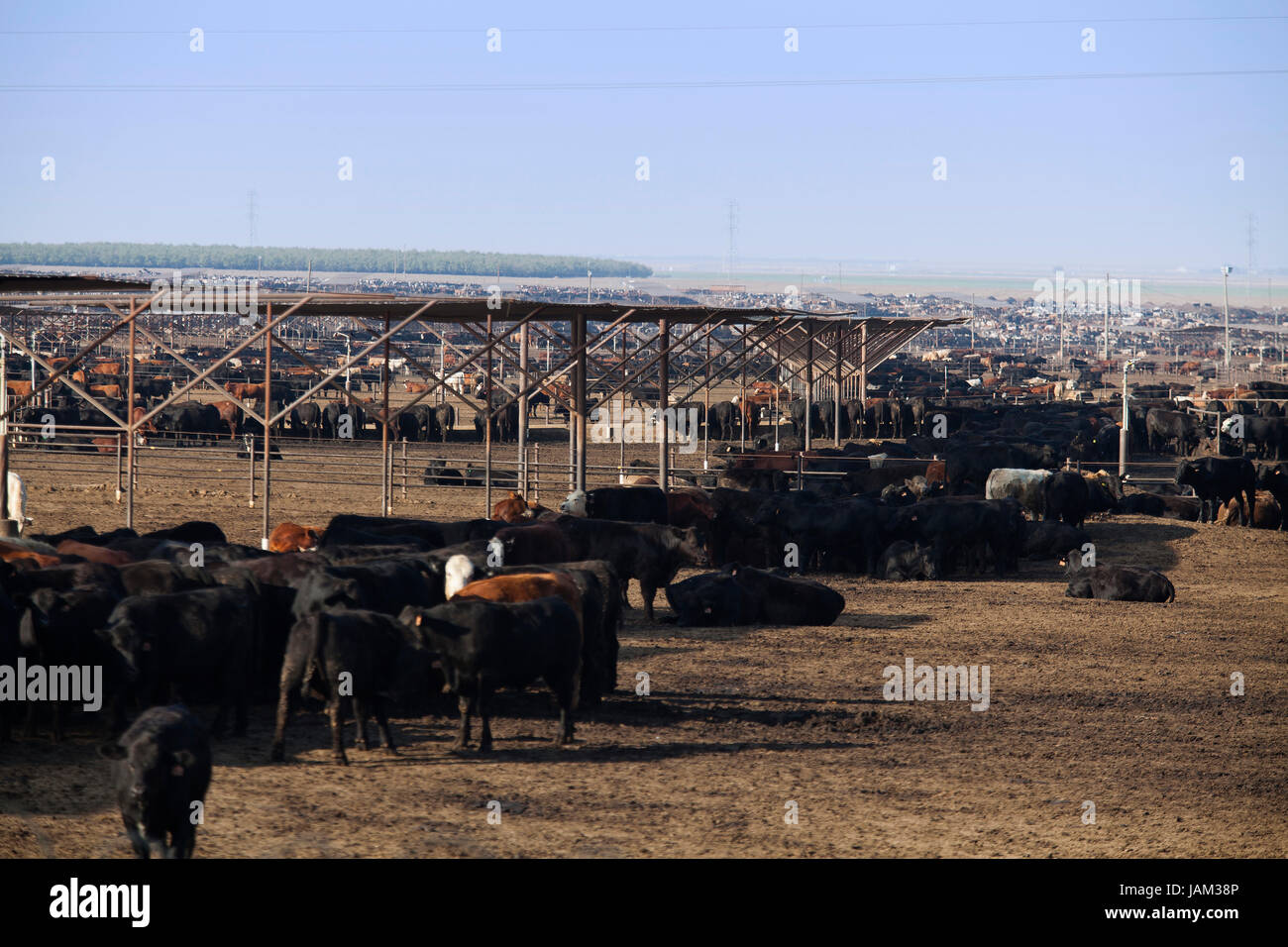 Groß angelegte Rinderfarm - Kalifornien USA Stockfoto